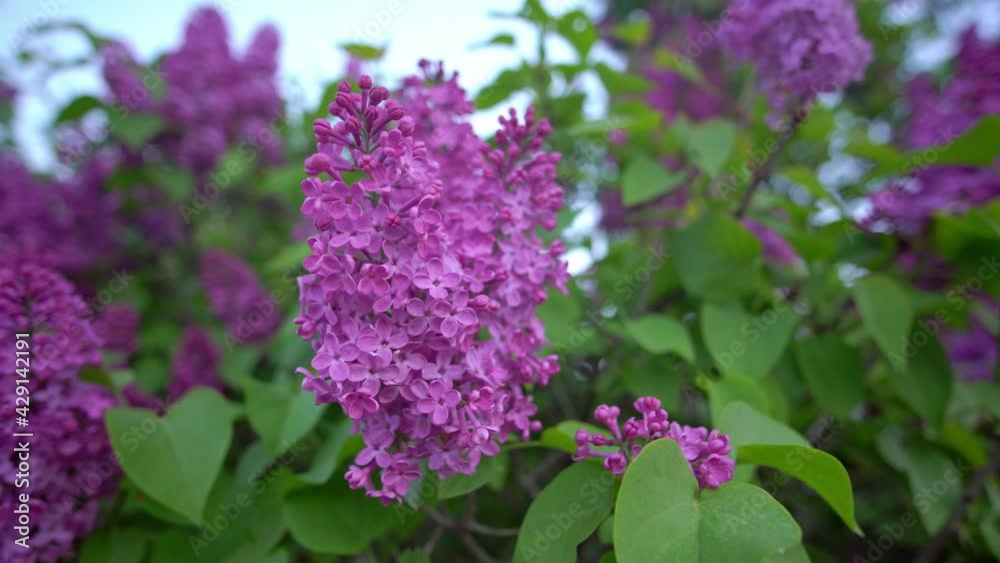 Close-up view of violet lilac flower inflorescence Close-up view of violet lilac flower inflorescence