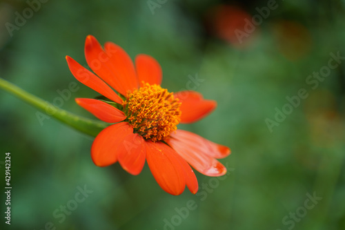 Selective focus shot of the red mexican sunflower photo