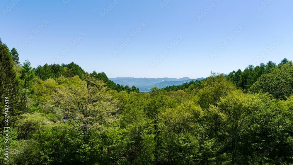 Obraz premium こまどり池から見える初夏の森／八千穂高原（長野県佐久穂町）