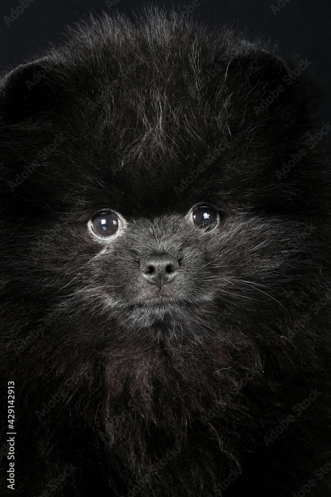 close up of black spitz puppy
