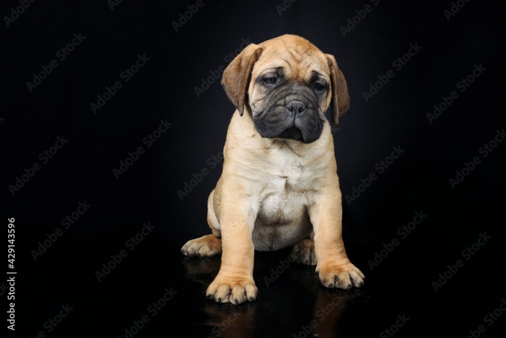 bullmastiff puppy isolated on black background