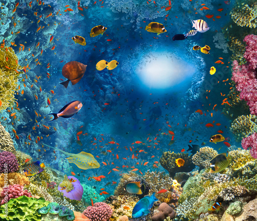 Fototapeta Naklejka Na Ścianę i Meble -  Group of scuba divers exploring coral reef. Underwater sports and tropical vacation concept