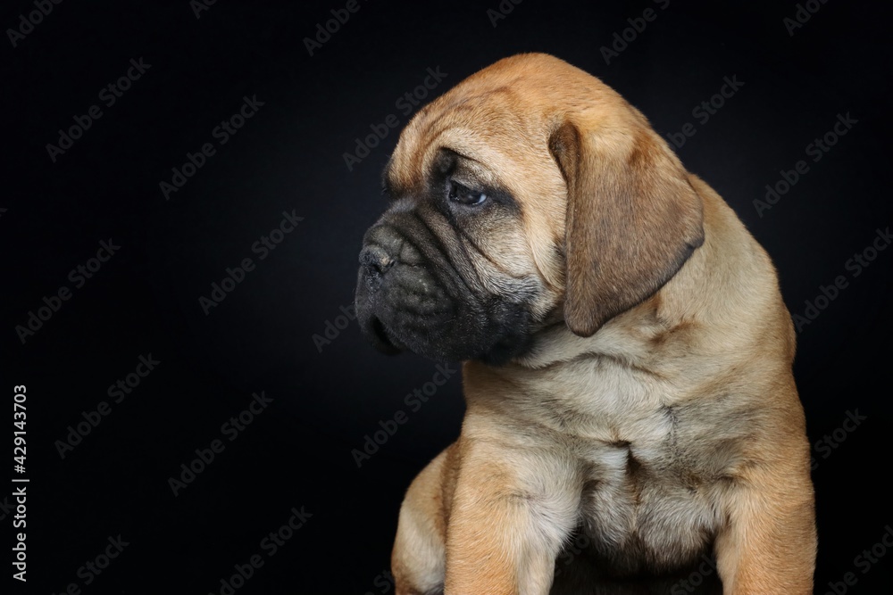 bullmastiff puppy isolated on black background bullmastiff puppy isolated on black background
