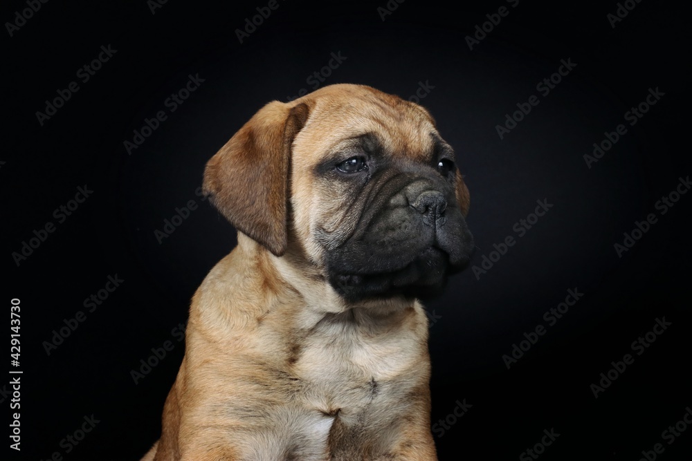 portrait of a puppy bullmastiff 