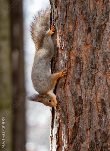 The squirrel clings to the trunk of a pine tree with its claws in the upside-down position and gnaws at the bark of the tree. Spring forest background with squirrel.