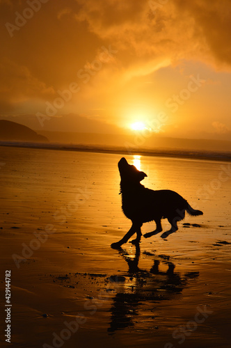 dog at sunset © Hannah