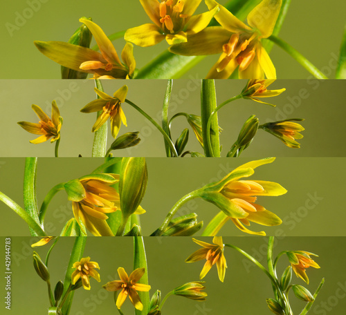 Yellow flowers on an olive background  set of horizontal compositions.