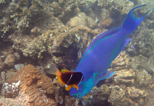 Blue parrot-fish is named due to its beak-like dental bone with strong teeth and brilliant coloration patters, it inhabits coral reefs together with other exotic fish including anemones photo