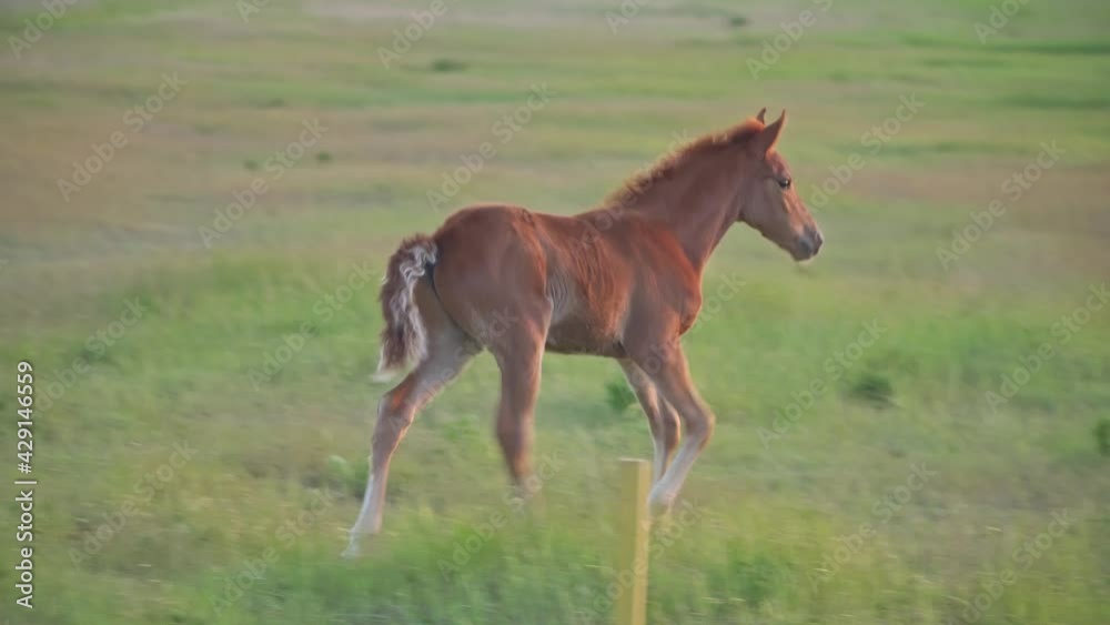 Young foal on green meadow during sunset. Young foal on green meadow during sunset.