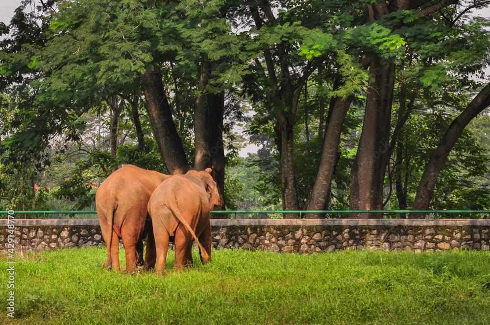 Naklejka premium Elephants