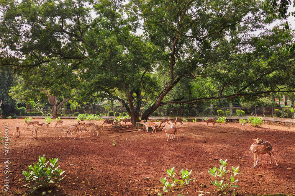 Fototapeta premium Deer in the Zoo
