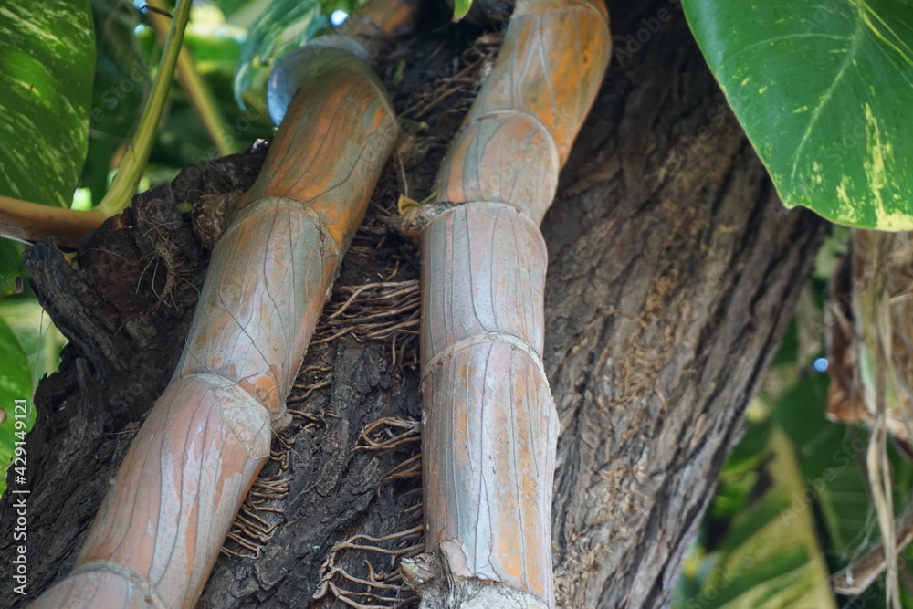 closeup of big liana climbing on a tree trunk on the tropical island of La Réunion, France closeup of big liana climbing on a tree trunk on the tropical island of La Réunion, France
