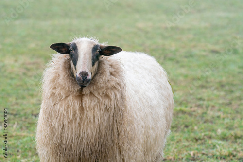 One sheep in the mist. The sheep looks into the camera, detail shot, part of body. Sheep stands in the spring grass. Agriculture and extensive traditional sheep breeding