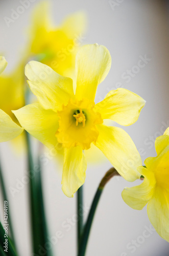 Bright yellow narcissus flower in the vase. Spring flowers.