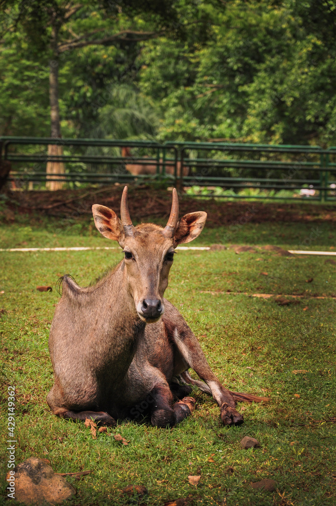 Fototapeta premium Deer in the Zoo