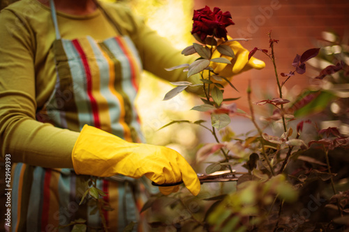 Woman working in the garden. Focus is on hand.