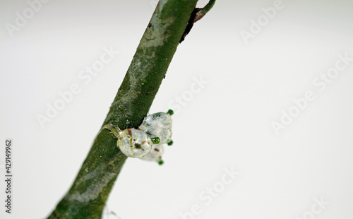 Embryon of white berry mistletoe shown in detail  photo