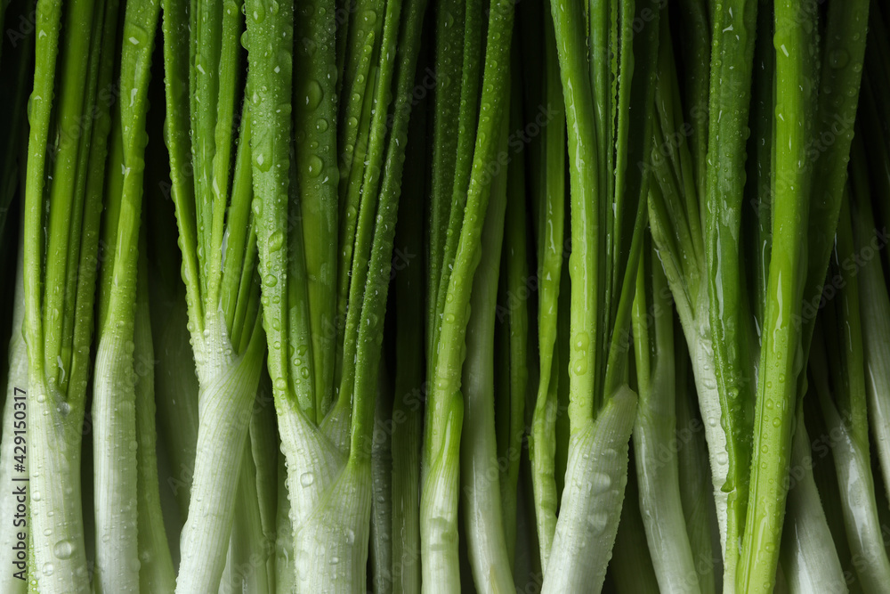 Fresh green onion with water drops, close up Fresh green onion with water drops, close up