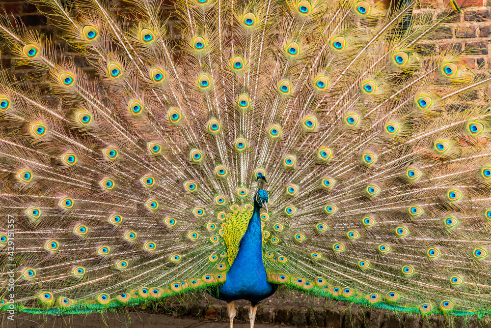 Obraz premium Peafowl male (Pavo)