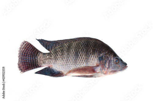 Tilapia fish isolated on white background(Oreochromis niloticus).