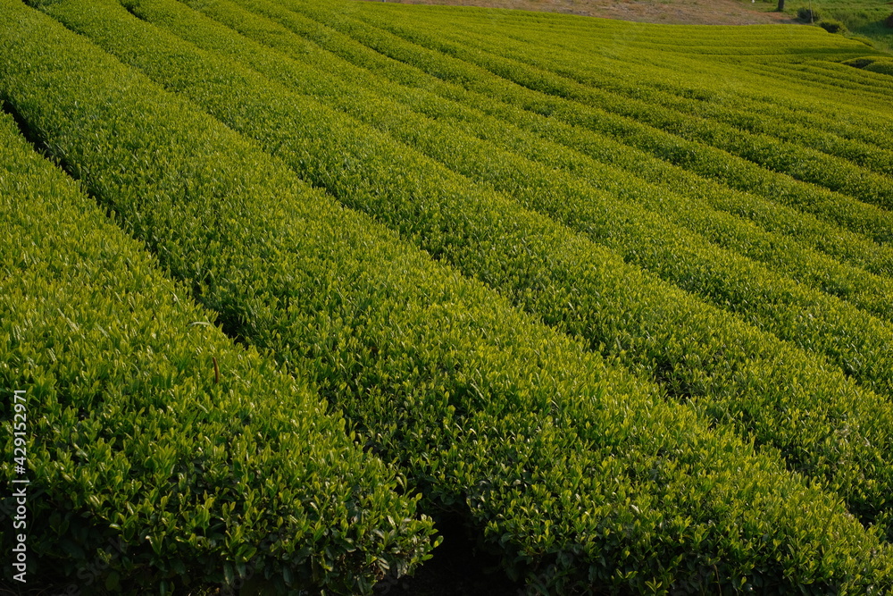 Japanese tea plantation