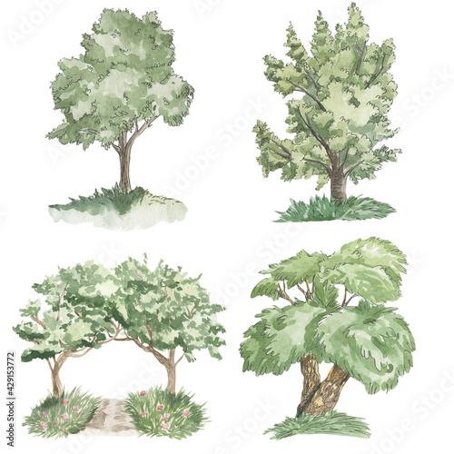 illustration trees watercolor  garden trees in summer