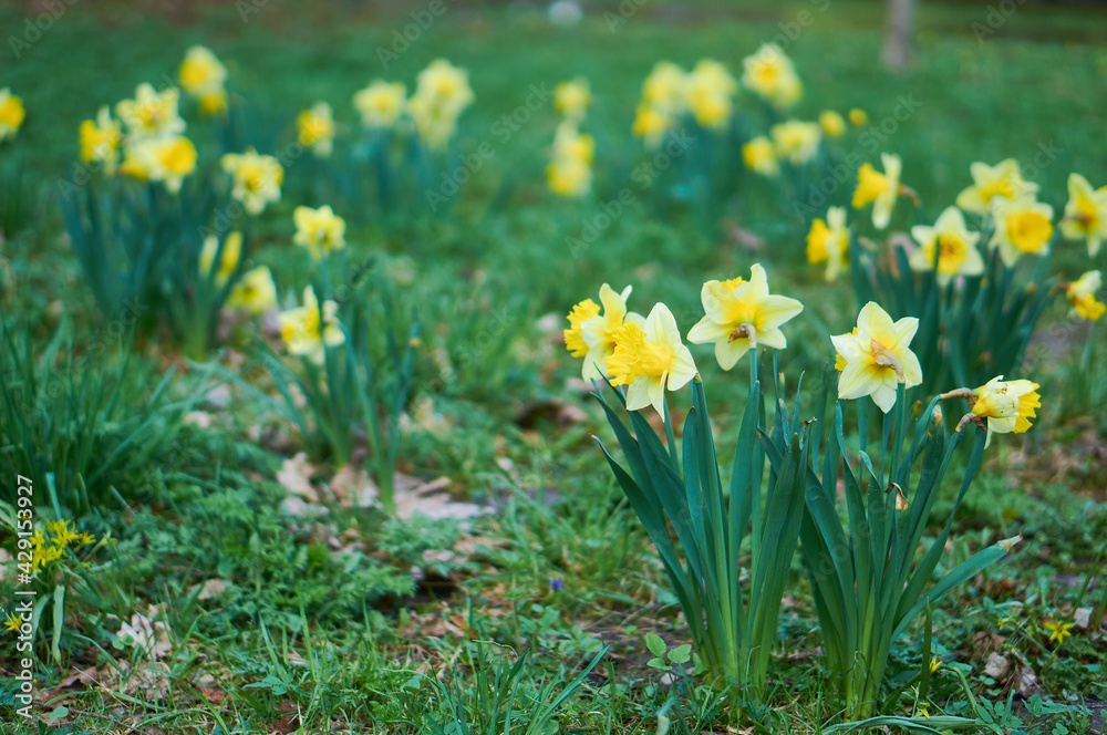 Daffodils in the Royal Bath park in Warsaw (Łazienki Królewskie) Daffodils in the Royal Bath park in Warsaw (Łazienki Królewskie)