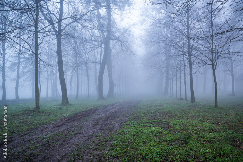 pusta droga we mgle z drzewami po bokach - obrazy, fototapety, plakaty 