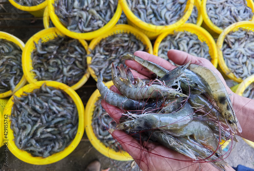 Pacific White shrimps