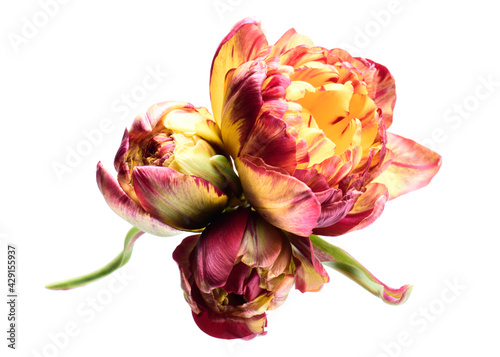 Curly tulips on a white background. Isolated composition. photo