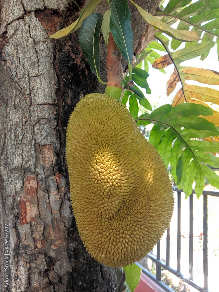 durian on the tree durian on the tree