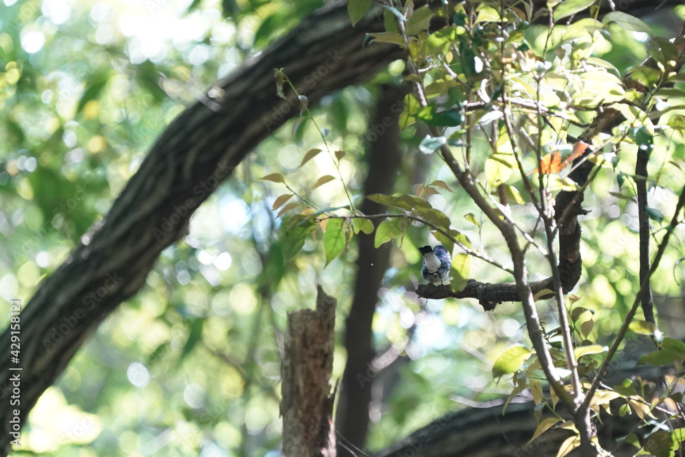blue and white flycatcher in the forest blue and white flycatcher in the forest