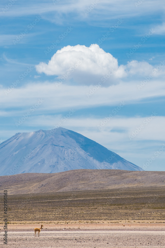 vigogna e vulcano 3