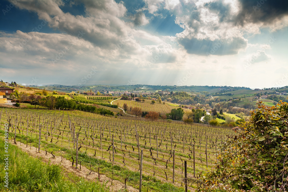 Vineyards in Piedmont (Italy) in spring