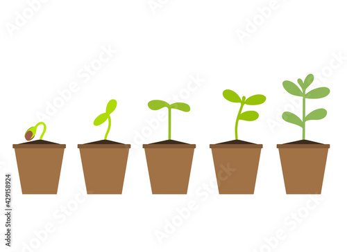 Small green seedlings grow in a flower pot.
