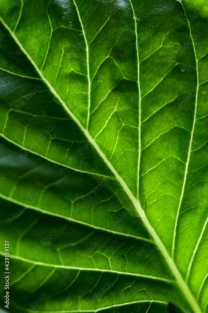 Green fresh basil leaf texture. Macro leaf background. Green fresh basil leaf texture. Macro leaf background.