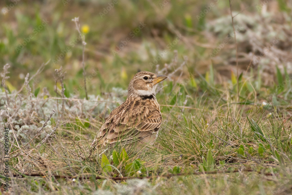Calandra lark bird Melanocorypha calandra in spring steppe Calandra lark bird Melanocorypha calandra in spring steppe