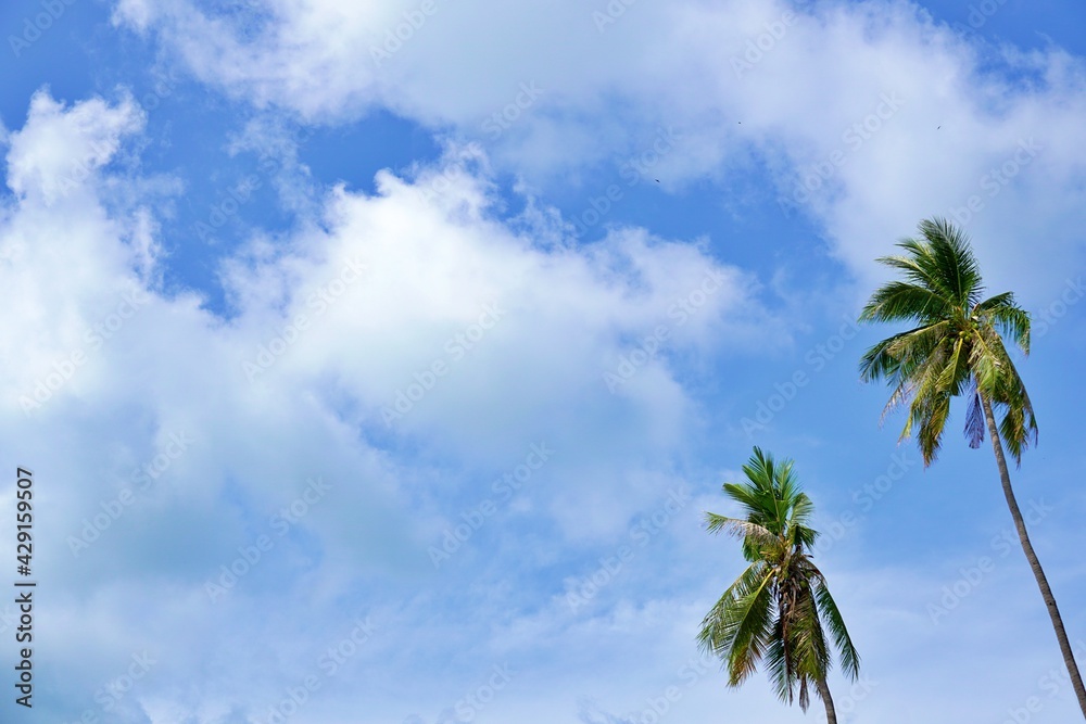 Fototapeta premium Coconut trees landscape blue sky with clouds background