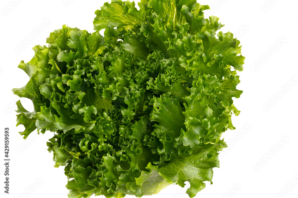 Obraz premium Salad leaves Bio lettuce isolated on white background.