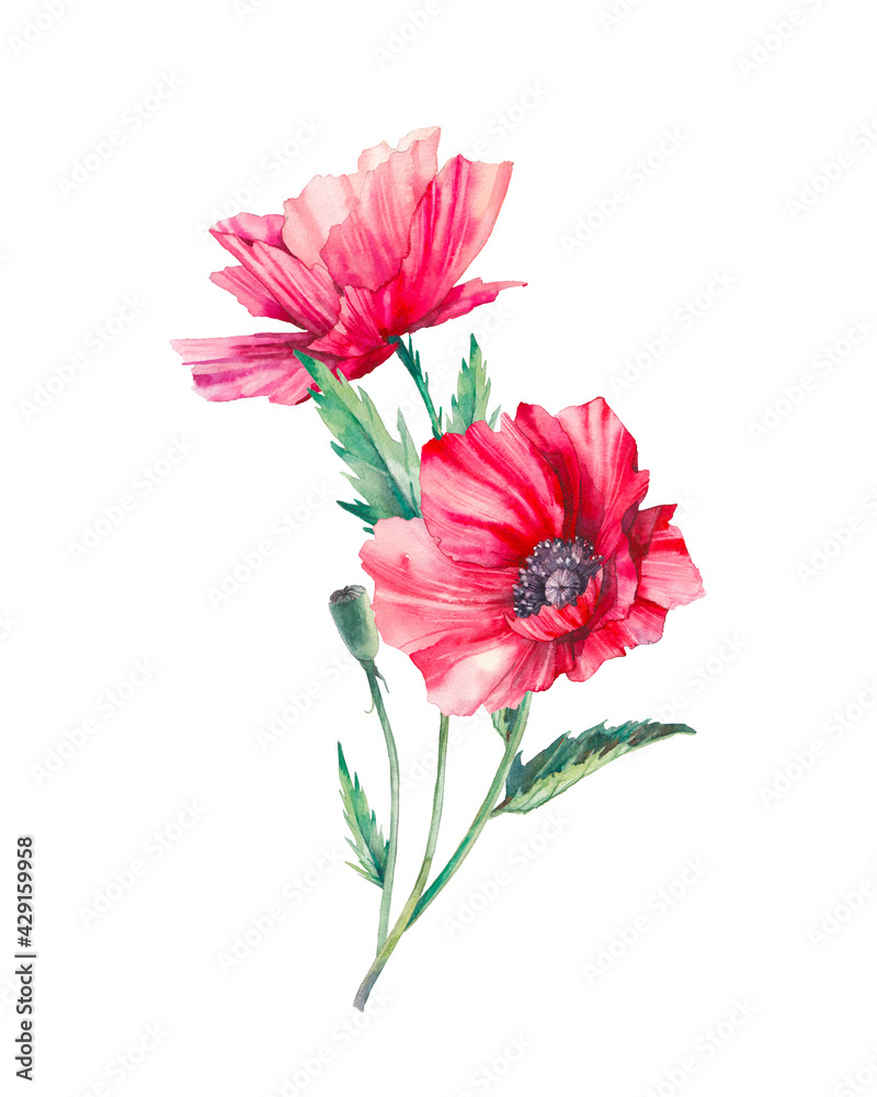 Watercolor poppy flowers. Floral bouquet isolated on white background. Botanical illustration