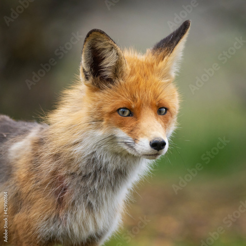 Red fox Vulpes vulpes in the wild © Tatiana