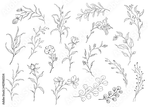 elegant hand drawn sketchy outlined floral elements, twigs branches and flowers set