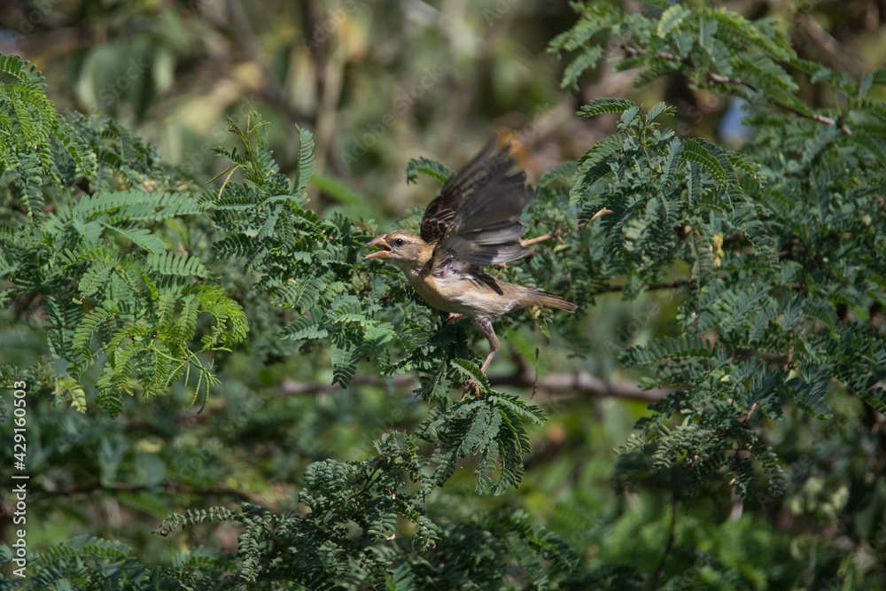 Fototapeta premium Baya weaver perching in a tree
