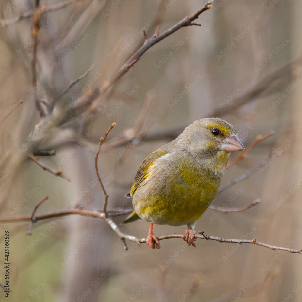 European greenfinch sits on a branch. Chloris chloride or common greenfinch European greenfinch sits on a branch. Chloris chloride or common greenfinch