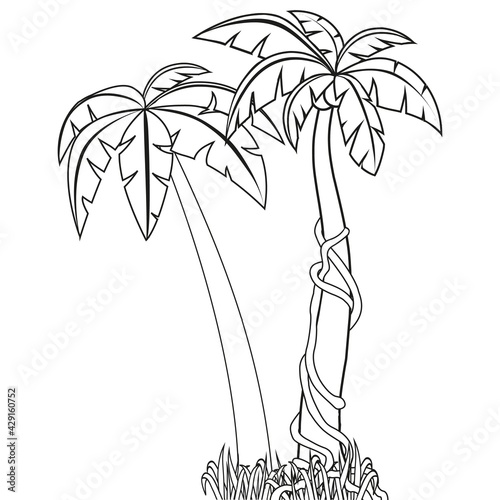 Palm trees isolated on white background.