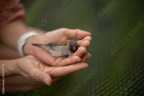 The wounded bird is in the hands of human