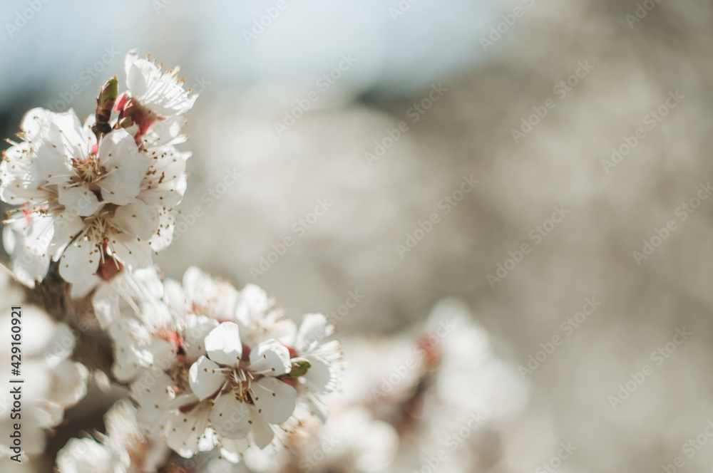 White cherry blossoms in spring sun. Selective focus of Beautiful cherry blossom. Beautiful cherry blossom background. Blossoming branches of a cherry tree in sunlight, against a blue sky. White cherry blossoms in spring sun. Selective focus of Beautiful cherry blossom. Beautiful cherry blossom background. Blossoming branches of a cherry tree in sunlight, against a blue sky.