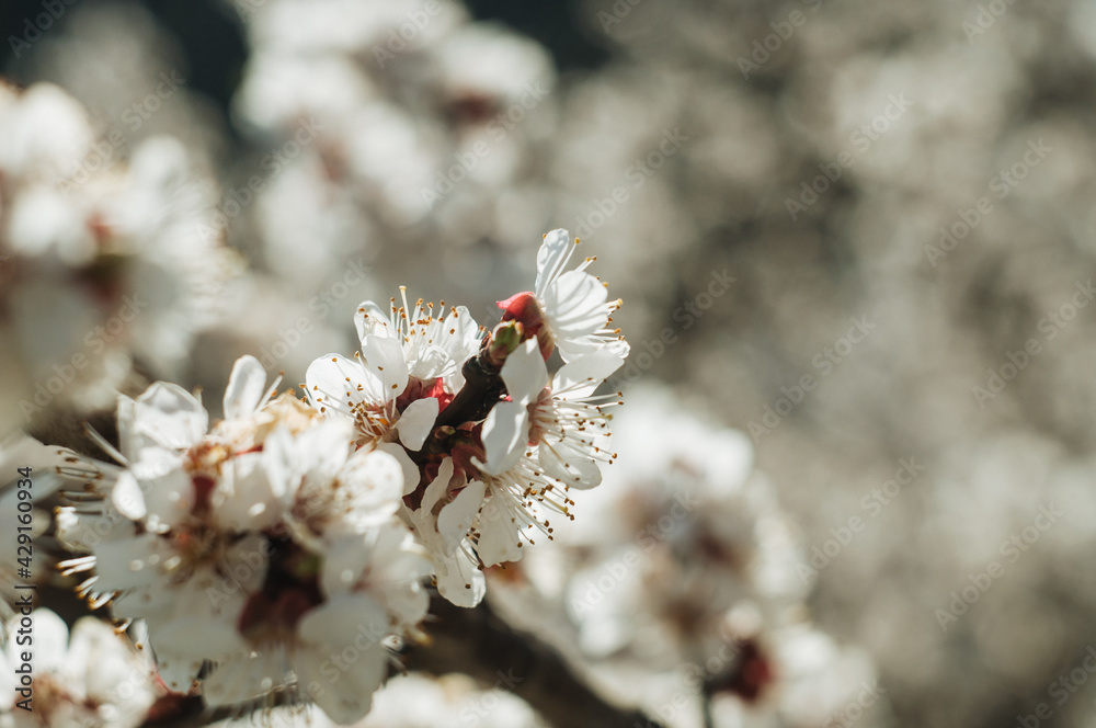 White cherry blossoms in spring sun. Selective focus of Beautiful cherry blossom. Beautiful cherry blossom background. Blossoming branches of a cherry tree in sunlight, against a blue sky. White cherry blossoms in spring sun. Selective focus of Beautiful cherry blossom. Beautiful cherry blossom background. Blossoming branches of a cherry tree in sunlight, against a blue sky.