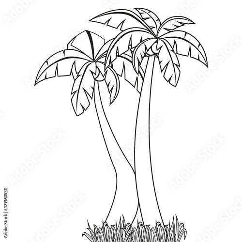 Palm trees isolated on white background.