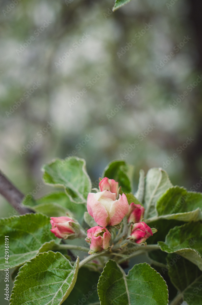 Spring time nature background with flowers. Close up view of the blooming tree branch with flowers in a green blurry background with copy space. Apple blossoms in the home garden. Place for text